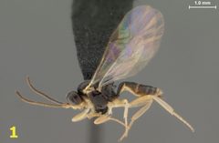 Adelognathinae by (c)
MARK R. SHAW & DAVID B. WAHL, some rights reserved (CC BY). Used under a CC-BY license.