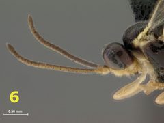 Adelognathinae by (c)
MARK R. SHAW & DAVID B. WAHL, some rights reserved (CC BY). Used under a CC-BY license.