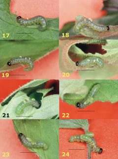 Adelognathinae by (c)
MARK R. SHAW & DAVID B. WAHL, some rights reserved (CC BY). Used under a CC-BY license.