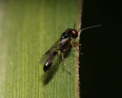 Allophroides by (c) Alan Manson, some rights reserved (CC BY), uploaded by Alan Manson. Used under a CC-BY license.