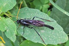 Anomaloninae by (c) Bill Keim, some rights reserved (CC BY). Used under a CC-BY license.
