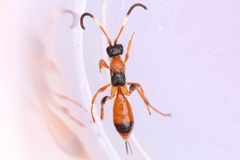 Aptesis nigrocincta by (c) Owen Strickland, some rights reserved (CC BY), uploaded by Owen Strickland. Used under a CC-BY license.