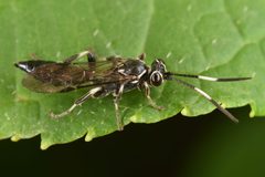 Coelichneumon navus by (c) skitterbug, some rights reserved (CC BY), uploaded by skitterbug. Used under a CC-BY license.