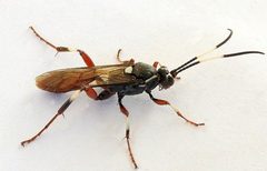 Cratichneumon igniferus by (c) jimeckert49, some rights reserved (CC BY). Used under a CC-BY license.