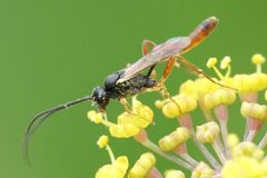 Cymodusa distincta by (c) Amy Schnebelin, some rights reserved (CC BY), uploaded by Amy Schnebelin. Used under a CC-BY license.