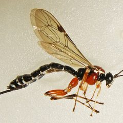 Perithous scurra by (c) Bill Keim, some rights reserved (CC BY). Used under a CC-BY license.