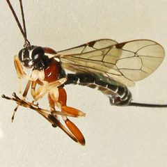 Perithous scurra by (c) Bill Keim, some rights reserved (CC BY). Used under a CC-BY license.
