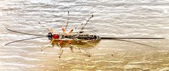 Perithous scurra by (c) L.J. Lamera, some rights reserved (CC BY), uploaded by L.J. Lamera. Used under a CC-BY license.