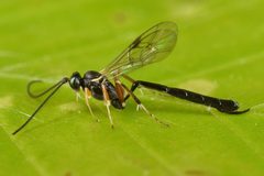 Diadegma by (c) skitterbug, some rights reserved (CC BY), uploaded by skitterbug. Used under a CC-BY license.