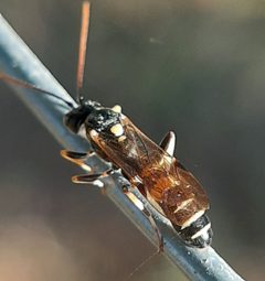 Exenterus amictorius by (c) Will Linnard, some rights reserved (CC BY), uploaded by Will Linnard. Used under a CC-BY license.