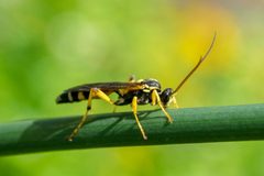 Ichneumon ambulatorius by no rights reserved, uploaded by Stephanie E.. Used under a CC0 license.