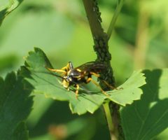 Ichneumon chasmodops by (c) Barry Cottam, some rights reserved (CC BY), uploaded by Barry Cottam. Used under a CC-BY license.