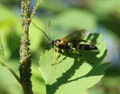Ichneumon chasmodops by (c) Barry Cottam, some rights reserved (CC BY), uploaded by Barry Cottam. Used under a CC-BY license.