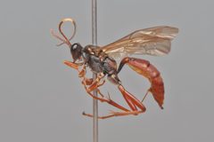 Ichneumon fuscifrons by (c) Mark Hiner, some rights reserved (CC BY), uploaded by Mark Hiner. Used under a CC-BY license.