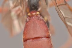 Ichneumon fuscifrons by (c) Mark Hiner, some rights reserved (CC BY), uploaded by Mark Hiner. Used under a CC-BY license.
