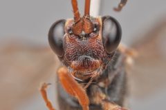 Ichneumon fuscifrons by (c) Mark Hiner, some rights reserved (CC BY), uploaded by Mark Hiner. Used under a CC-BY license.