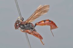 Ichneumon laetus by (c) Mark Hiner, some rights reserved (CC BY), uploaded by Mark Hiner. Used under a CC-BY license.