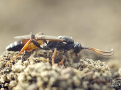 Spilichneumon by (c) Roman, some rights reserved (CC BY), uploaded by Roman. Used under a CC-BY license.