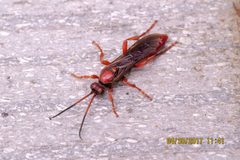 Spilichneumon by no rights reserved, uploaded by Steve Wells. Used under a CC0 license.