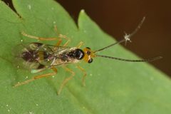 Mesochorinae by (c) skitterbug, some rights reserved (CC BY), uploaded by skitterbug. Used under a CC-BY license.