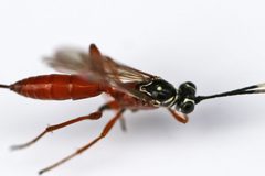 Mesostenus gracilis by (c) Bill Keim, some rights reserved (CC BY). Used under a CC-BY license.