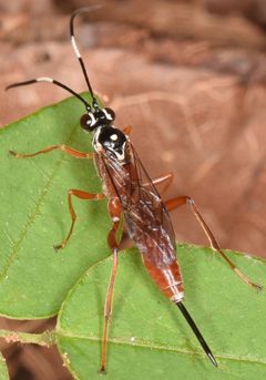 Mesostenus thoracicus by (c) skitterbug, some rights reserved (CC BY), uploaded by skitterbug. Used under a CC-BY license.