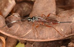 Mesostenus thoracicus by (c) skitterbug, some rights reserved (CC BY), uploaded by skitterbug. Used under a CC-BY license.