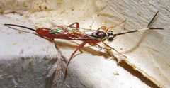 Mesostenus thoracicus by (c) Annika Lindqvist, some rights reserved (CC BY), uploaded by Annika Lindqvist. Used under a CC-BY license.