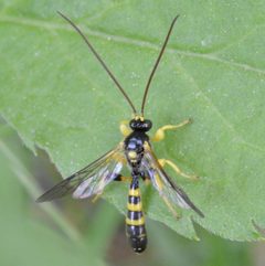 Colpotrochia trifasciata by no rights reserved, uploaded by Michael Mulqueen. Used under a CC0 license.