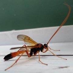 Opheltes glaucopterus by (c) alicia penney, some rights reserved (CC BY), uploaded by alicia penney. Used under a CC-BY license.