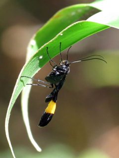 Ophioninae by (c) Katja Schulz, some rights reserved (CC BY). Used under a CC-BY license.