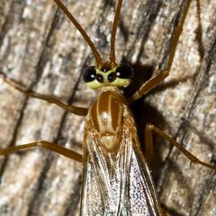 Ophioninae by (c) Ken-ichi Ueda, some rights reserved (CC BY), uploaded by Ken-ichi Ueda. Used under a CC-BY license.
