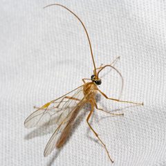 Ophion by (c) Ken-ichi Ueda, some rights reserved (CC BY), uploaded by Ken-ichi Ueda. Used under a CC-BY license.