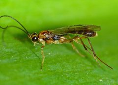 Orthocentrinae by (c) Steve Kerr, some rights reserved (CC BY), uploaded by Steve Kerr. Used under a CC-BY license.