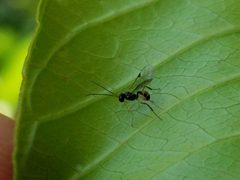 Orthopelmatinae by (c) Tyler Bishop, some rights reserved (CC BY), uploaded by Tyler Bishop. Used under a CC-BY license.