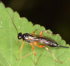 Pimpla by (c) skitterbug, some rights reserved (CC BY), uploaded by skitterbug. Used under a CC-BY license.