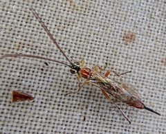 Tromatobia by (c) Paul Cook, some rights reserved (CC BY), uploaded by Paul Cook. Used under a CC-BY license.