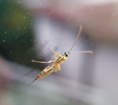 Tromatobia by (c) carnifex, some rights reserved (CC BY), uploaded by carnifex. Used under a CC-BY license.