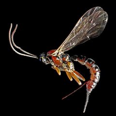 Tromatobia by (c) gadus, some rights reserved (CC BY), uploaded by gadus. Used under a CC-BY license.