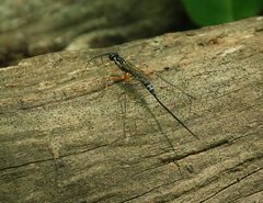 Podoschistus by (c) mayfly1963, some rights reserved (CC BY), uploaded by mayfly1963. Used under a CC-BY license.