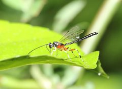 Rhyssella by (c) Zachary Dankowicz, some rights reserved (CC BY), uploaded by Zachary Dankowicz. Used under a CC-BY license.