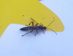 Schizopyga frigida by (c) carnifex, some rights reserved (CC BY), uploaded by carnifex. Used under a CC-BY license.