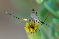 Syzeuctus by (c) amantedarmanin, some rights reserved (CC BY). Used under a CC-BY license.