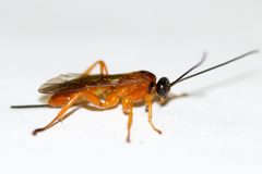 Theronia hilaris by (c) Owen Strickland, some rights reserved (CC BY), uploaded by Owen Strickland. Used under a CC-BY license.