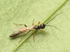 Aplomerus by (c) Katja Schulz, some rights reserved (CC BY). Used under a CC-BY license.