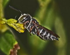 Coelioxys octodentatus by (c) Judy Gallagher, some rights reserved (CC BY). Used under a CC-BY license.