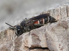 Dioxys by (c) Michael Knapp, some rights reserved (CC BY), uploaded by Michael Knapp. Used under a CC-BY license.