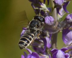 Megachile angelarum by (c) David Anderson, some rights reserved (CC BY), uploaded by David Anderson. Used under a CC-BY license.