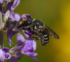 Megachile angelarum by (c) David Anderson, some rights reserved (CC BY), uploaded by David Anderson. Used under a CC-BY license.
