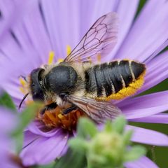 Megachile centuncularis by (c) Amy Schnebelin, some rights reserved (CC BY), uploaded by Amy Schnebelin. Used under a CC-BY license.